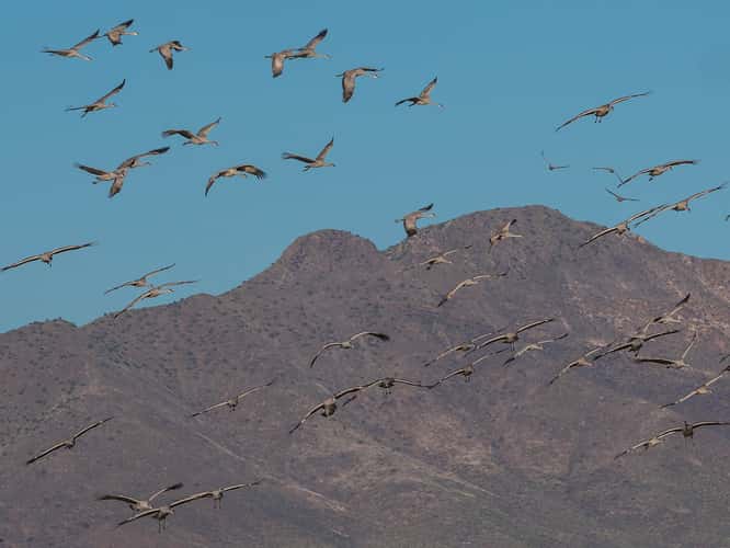 Lake Cochise Cranes