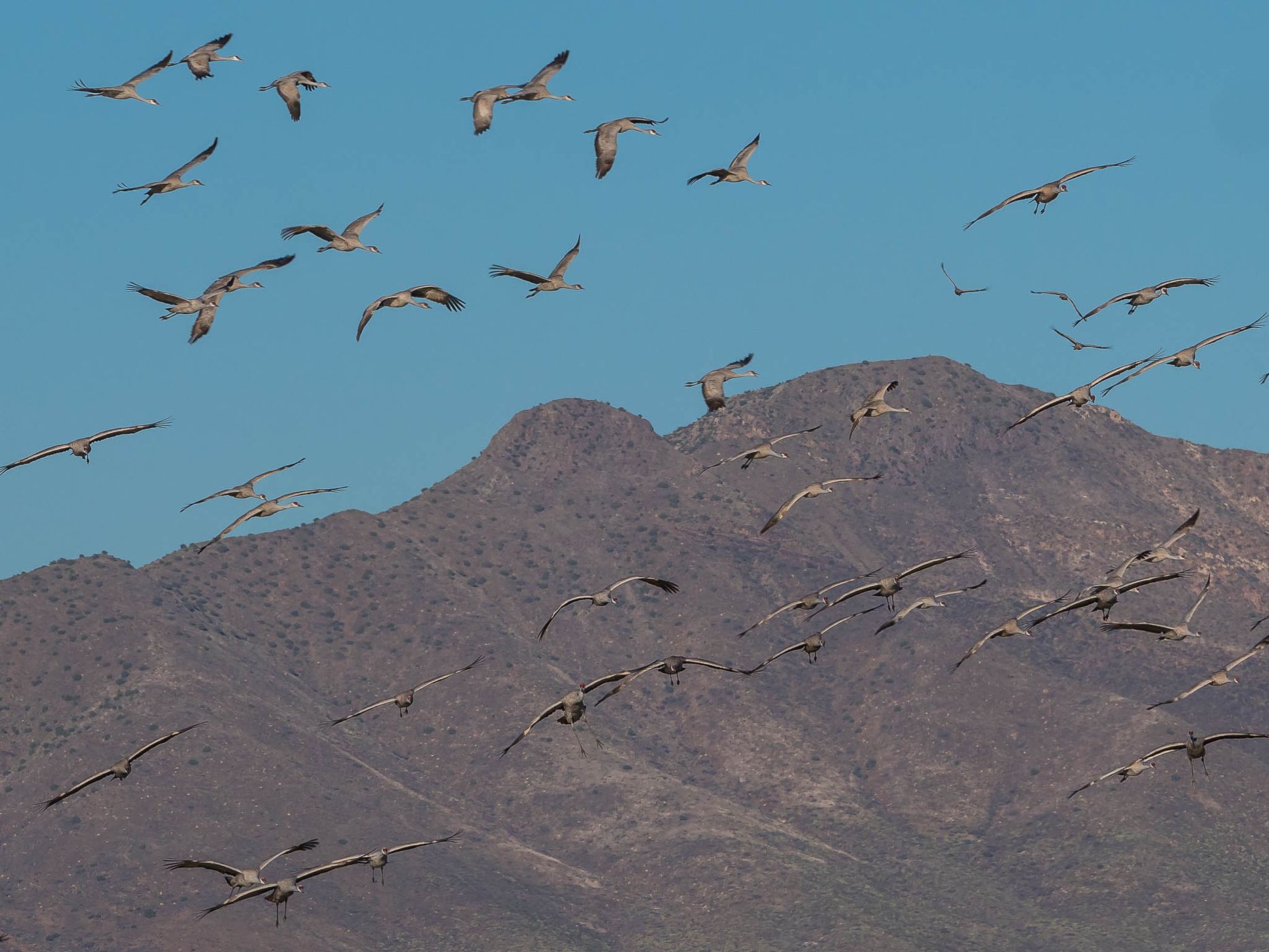 Lake Cochise Cranes, USA
