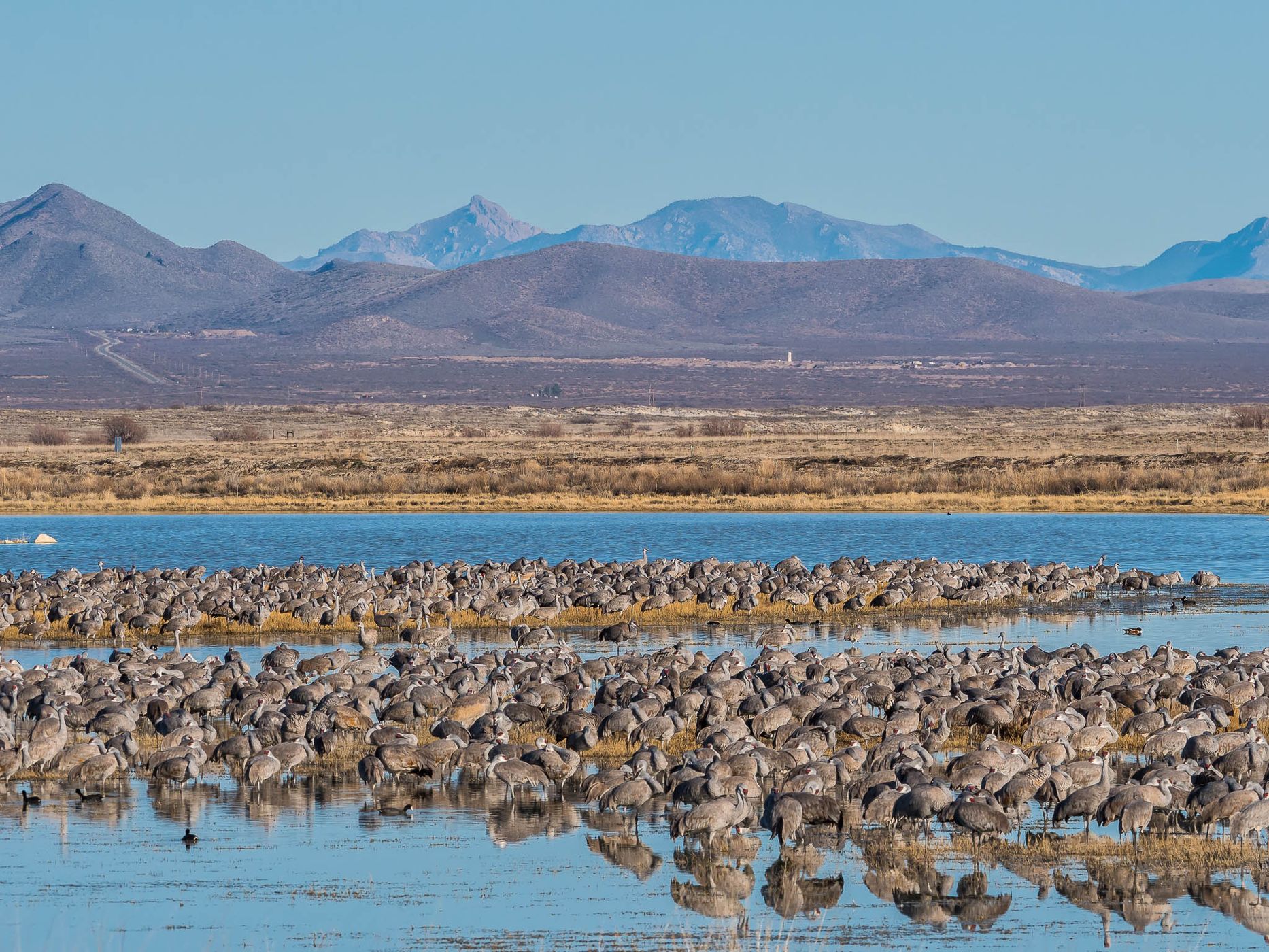 Lake Cochise Cranes, USA