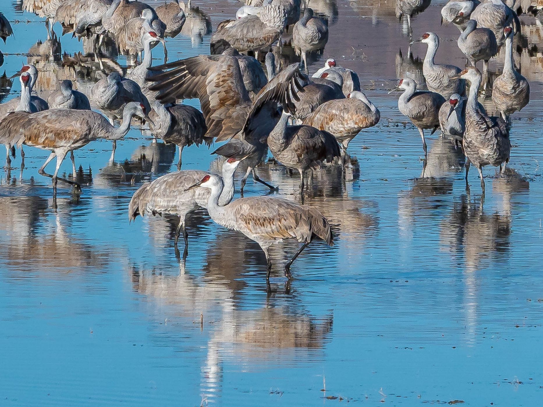 Lake Cochise Cranes, USA