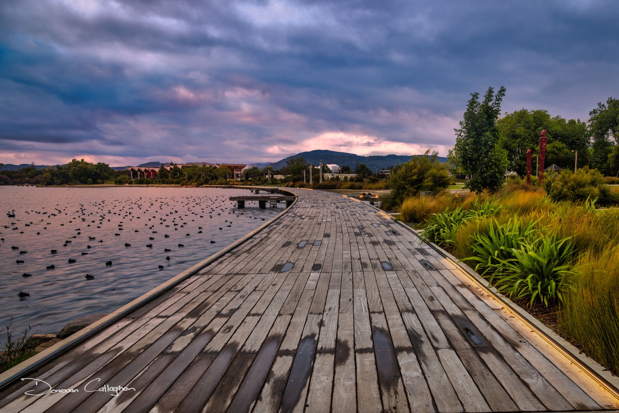 Lake Rotorua Boardwalk & Ducks, Rotorua, North Island, New Zealand