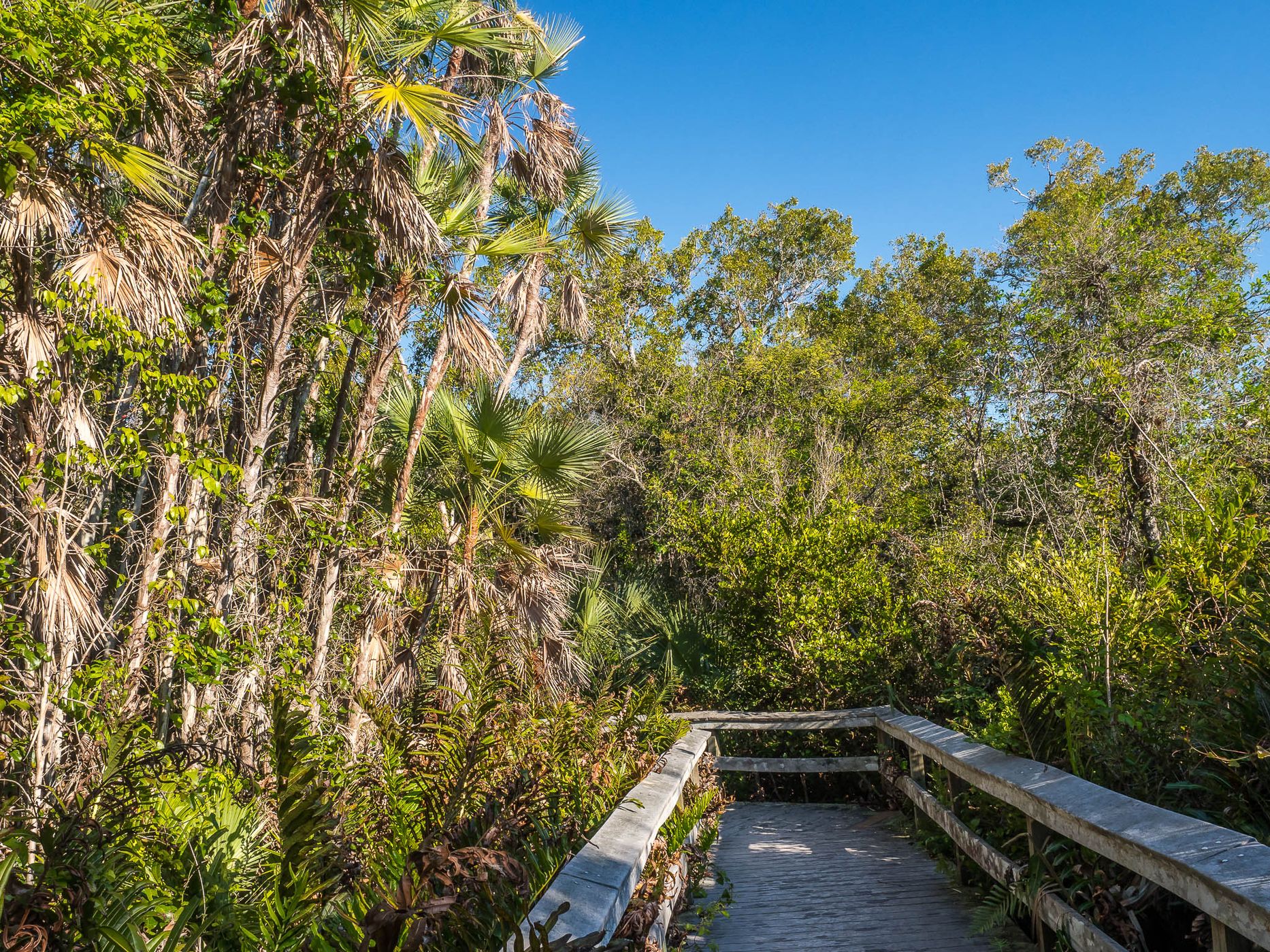 Mahogany Hammock, USA