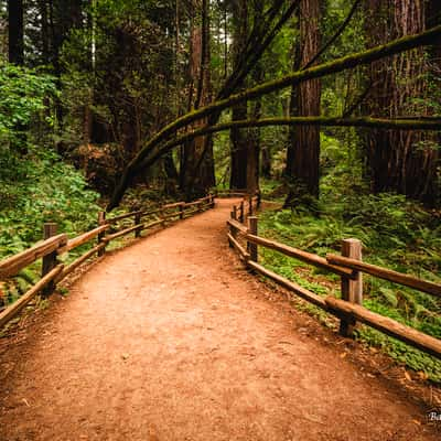 Muir Woods National Monument, USA