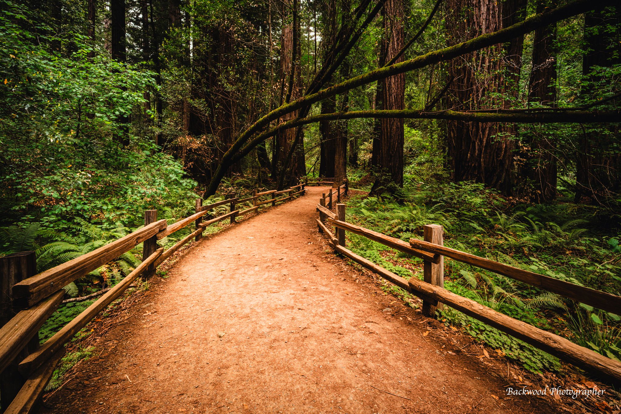 Muir Woods National Monument, USA