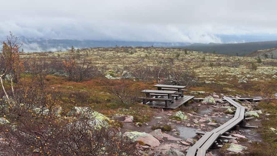 Old Tjikko, Fulufjället National Park