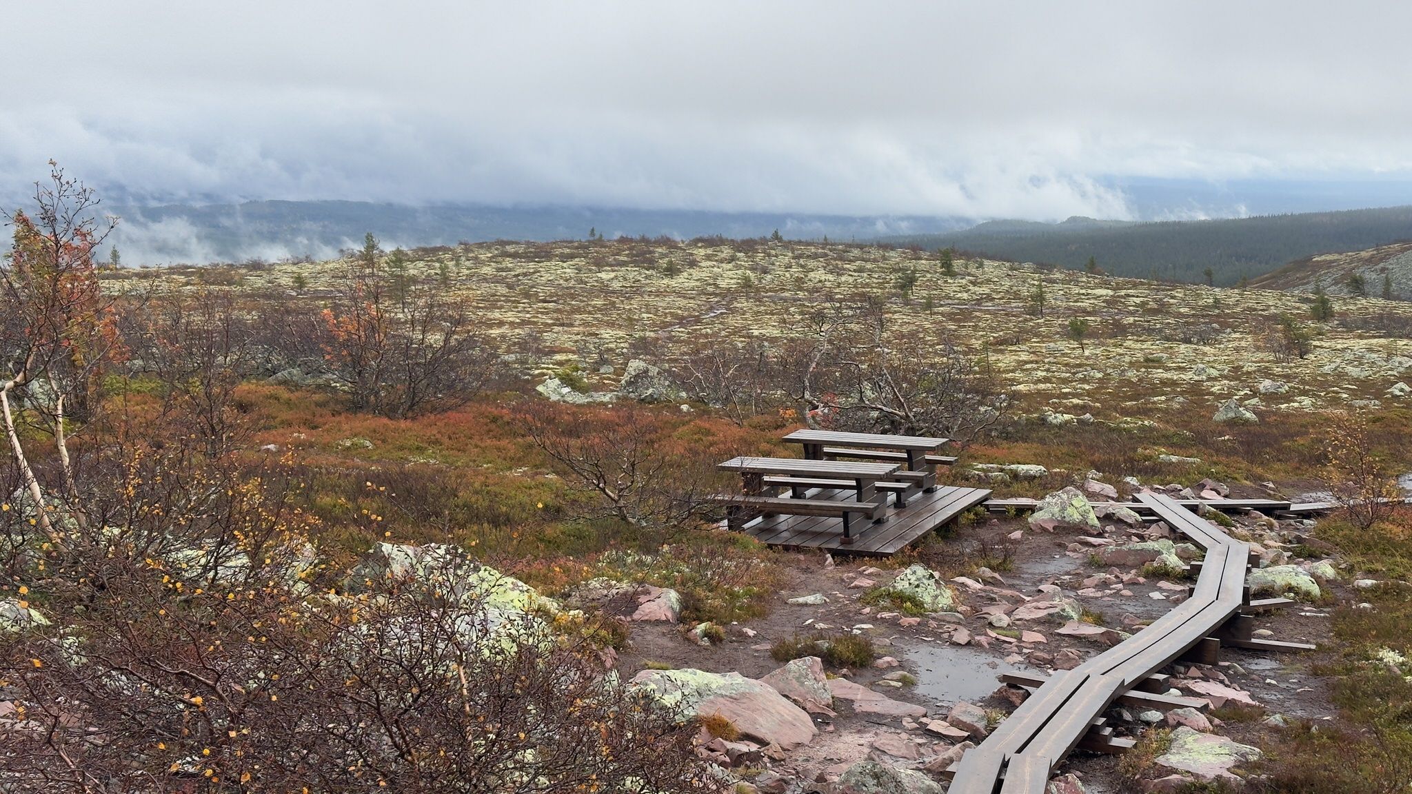 Old Tjikko, Fulufjället National Park, Sweden