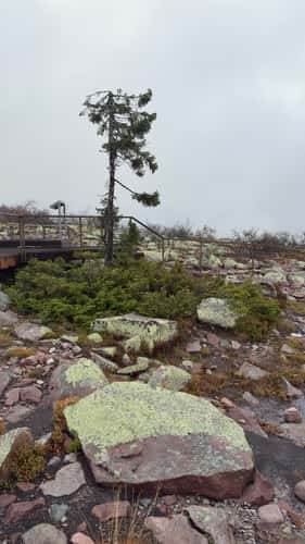 Old Tjikko, Fulufjället National Park