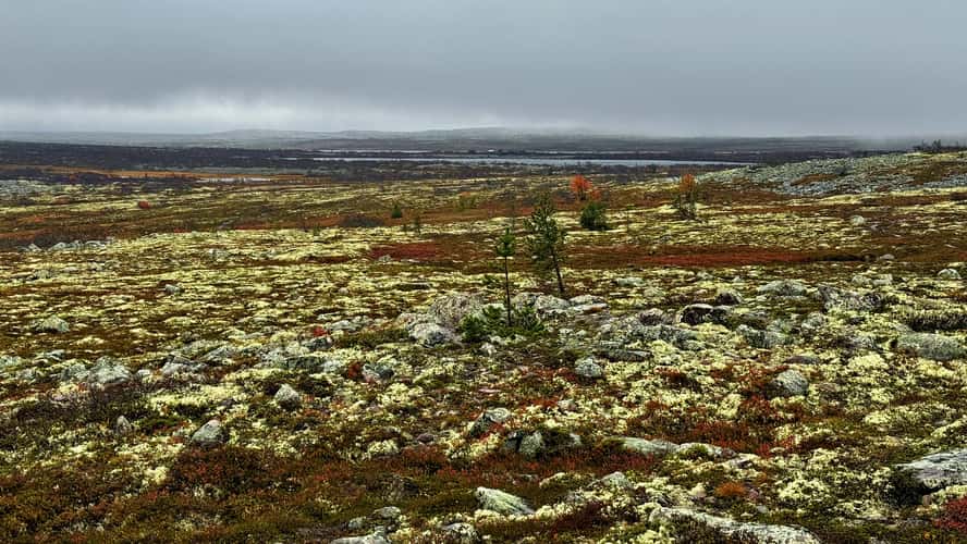 Old Tjikko, Fulufjället National Park