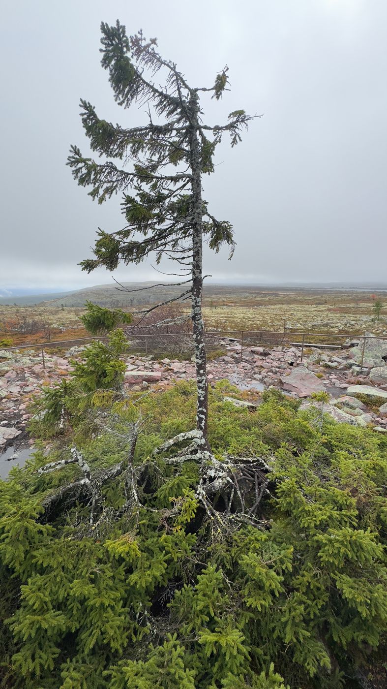 Old Tjikko, Fulufjället National Park, Sweden