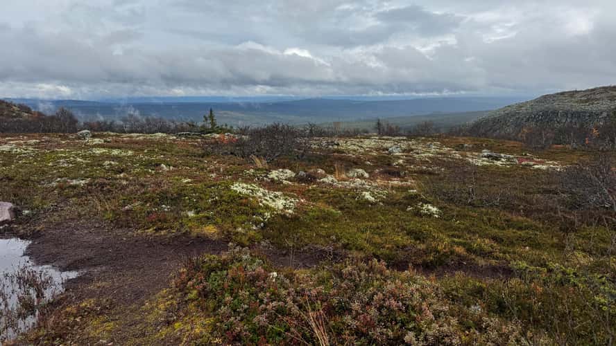 Old Tjikko, Fulufjället National Park