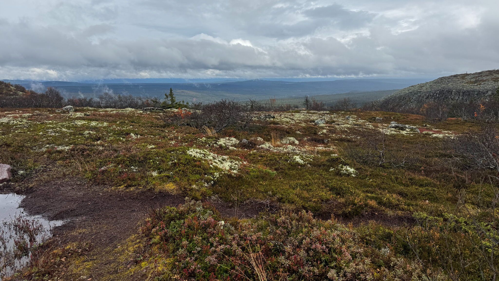 Old Tjikko, Fulufjället National Park, Sweden