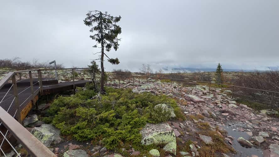 Old Tjikko, Fulufjället National Park