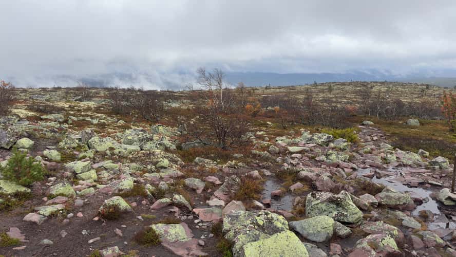 Old Tjikko, Fulufjället National Park