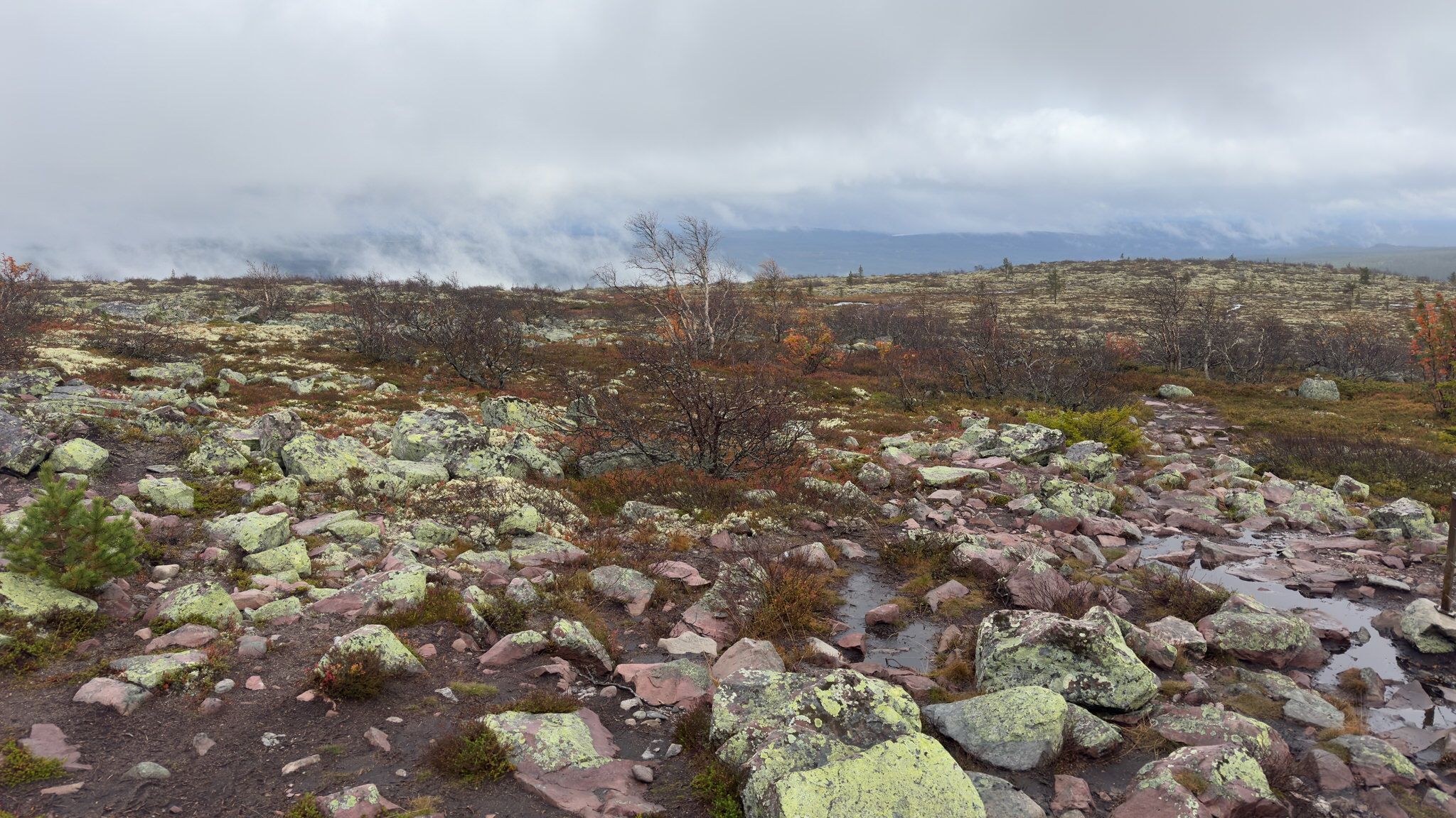 Old Tjikko, Fulufjället National Park, Sweden