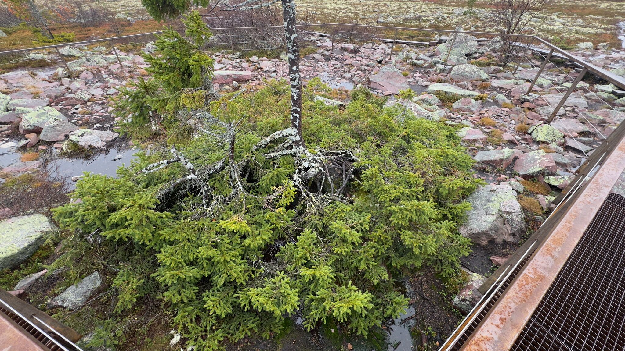 Old Tjikko, Fulufjället National Park, Sweden