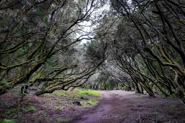 Parque Nacional de Garajonay