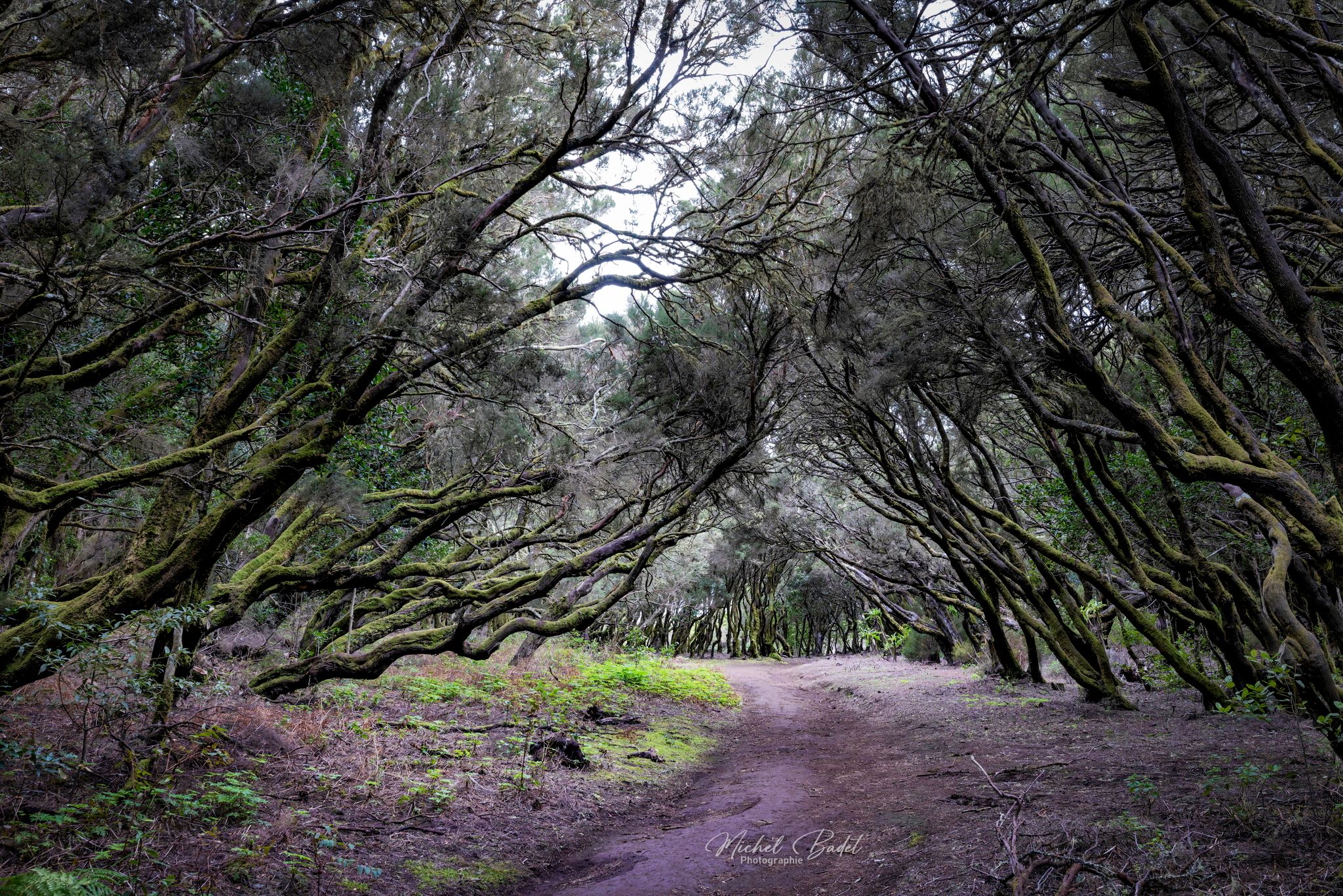 Parque Nacional de Garajonay, Spain