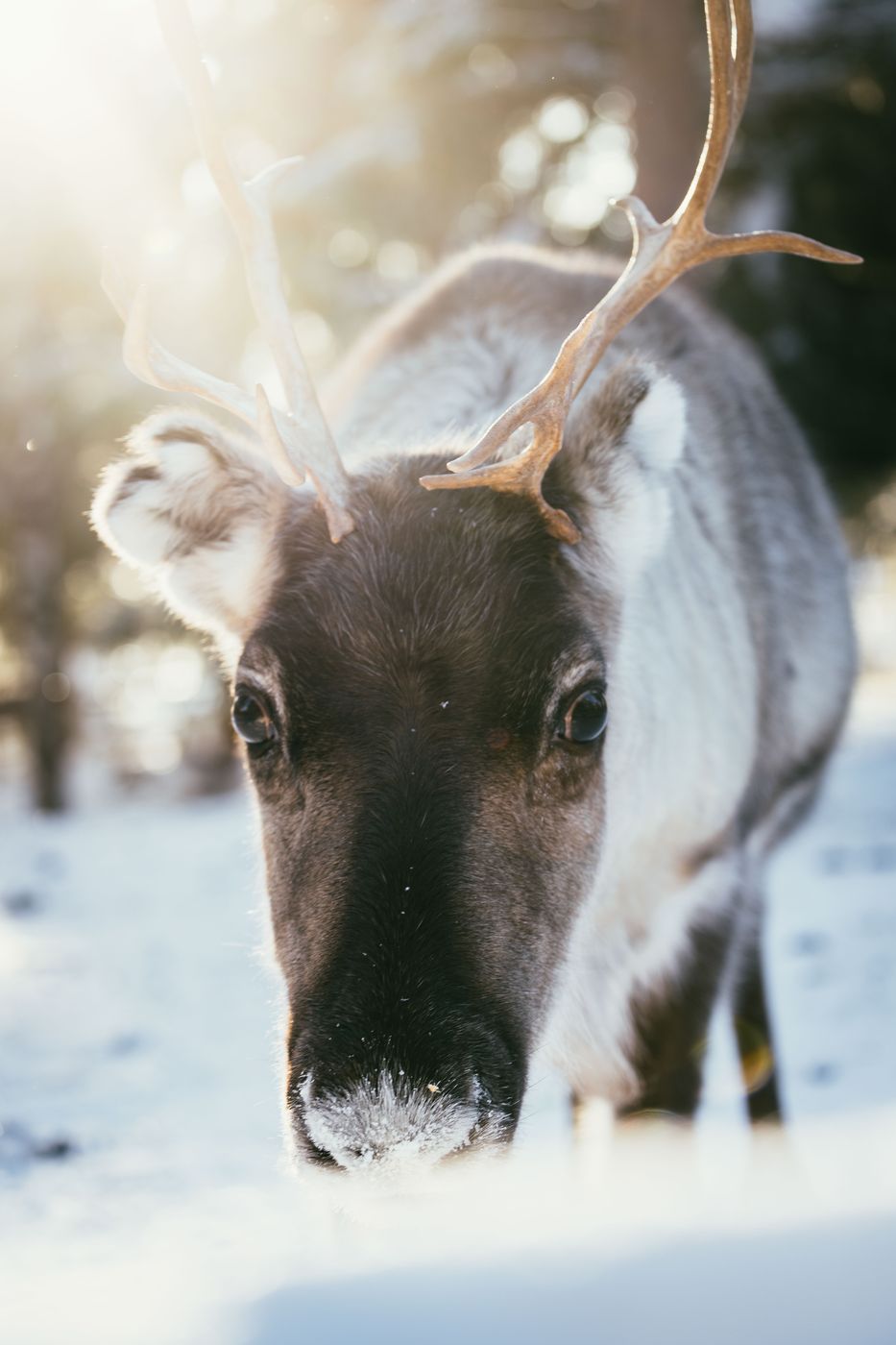 Reindeer at Tundra Huskies, Levi, Finland