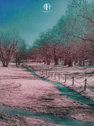 Roma, Villa Borghese (area Cani)