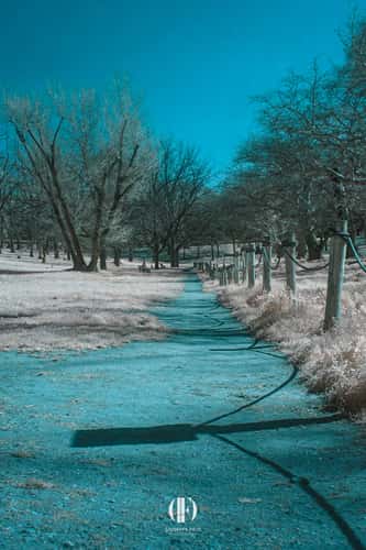 Roma, Villa Borghese (area Cani)
