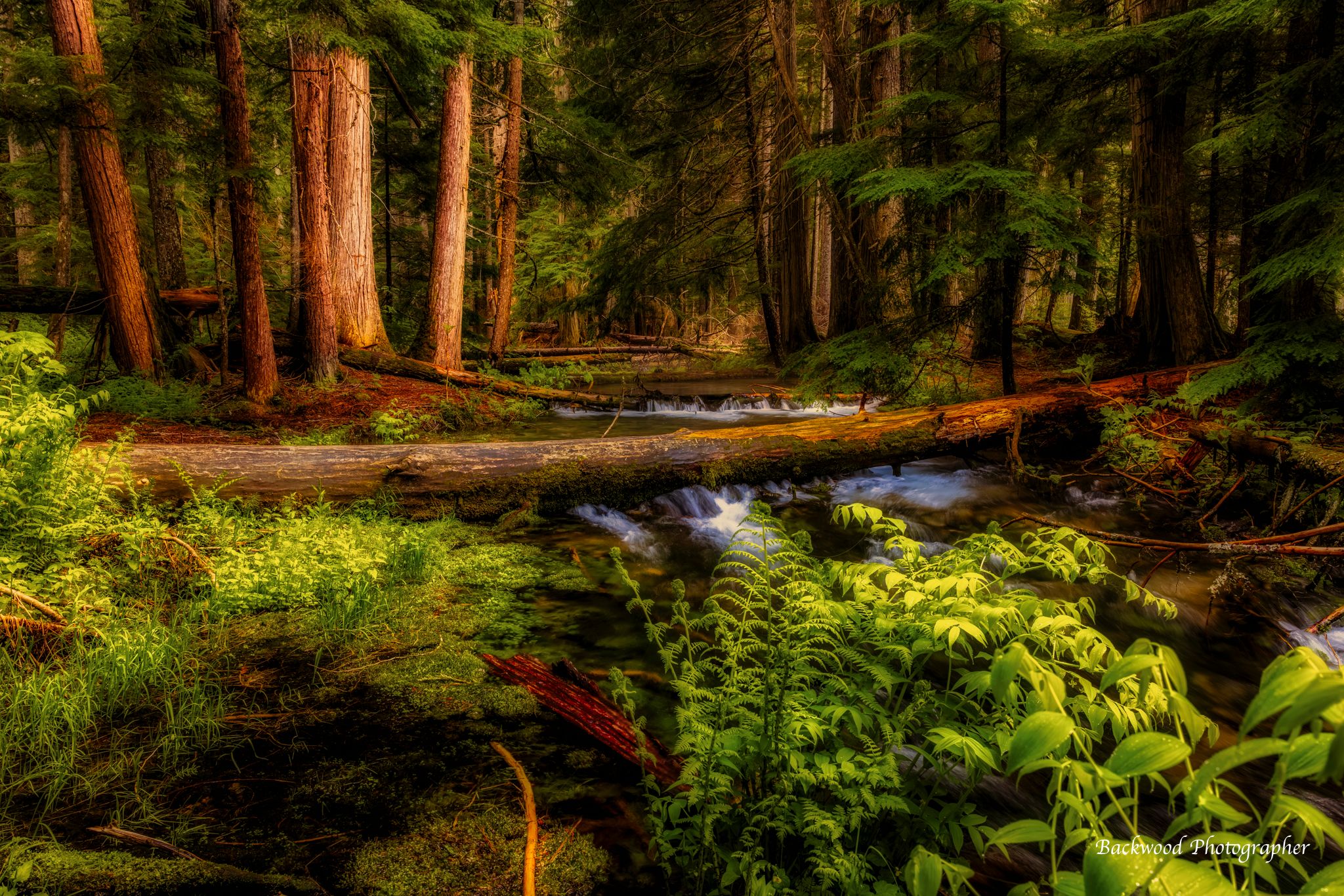 Ross Creek Cedars, USA