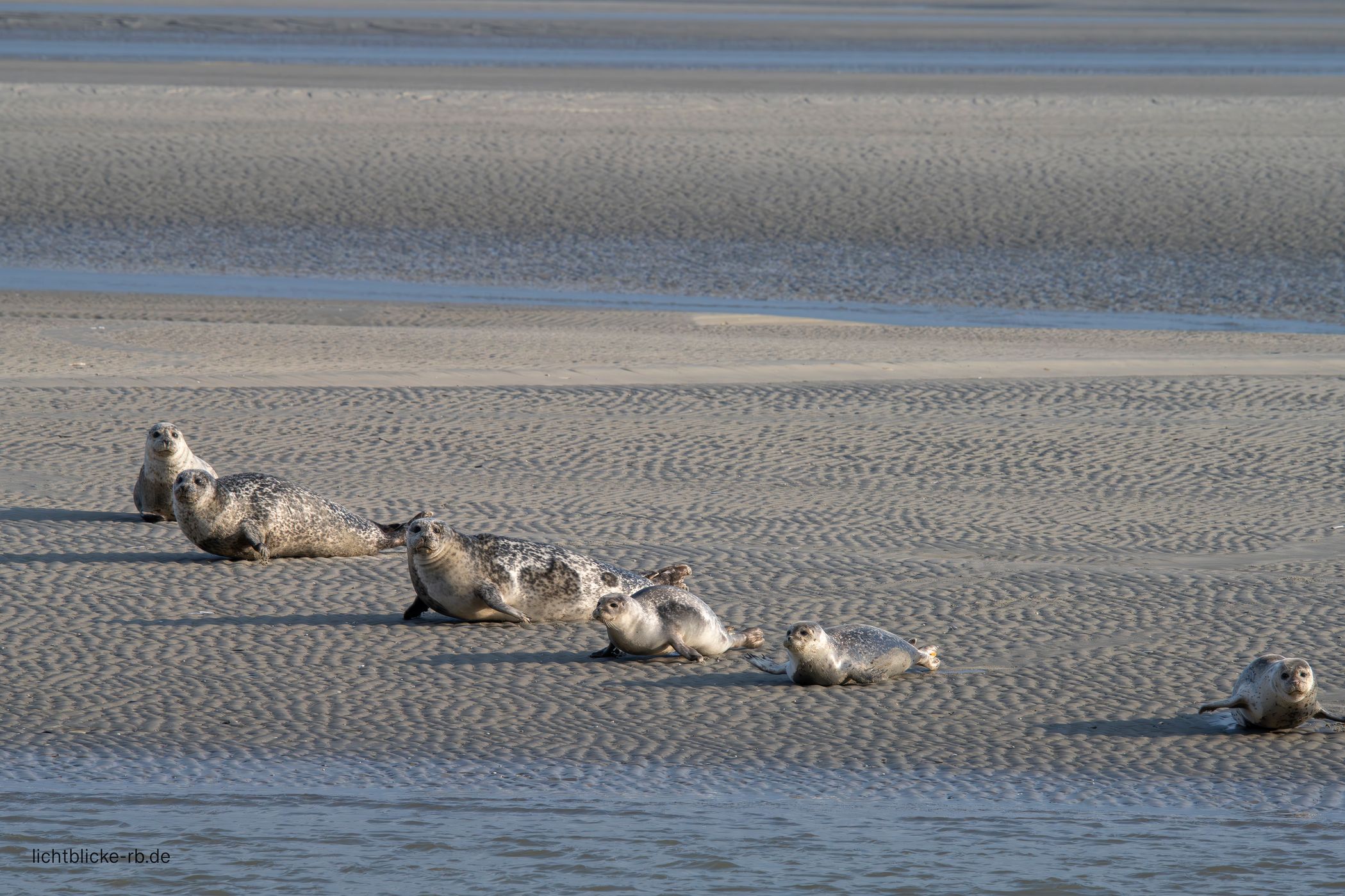 Seals, Berck, France