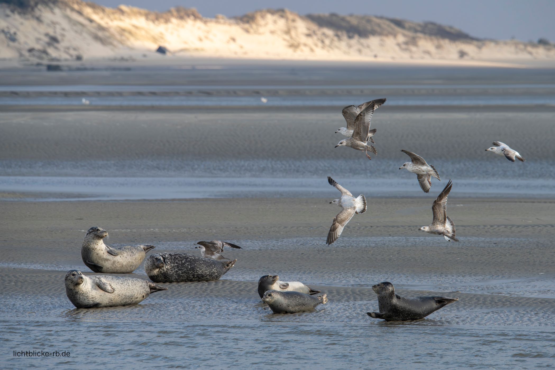 Seals, Berck, France