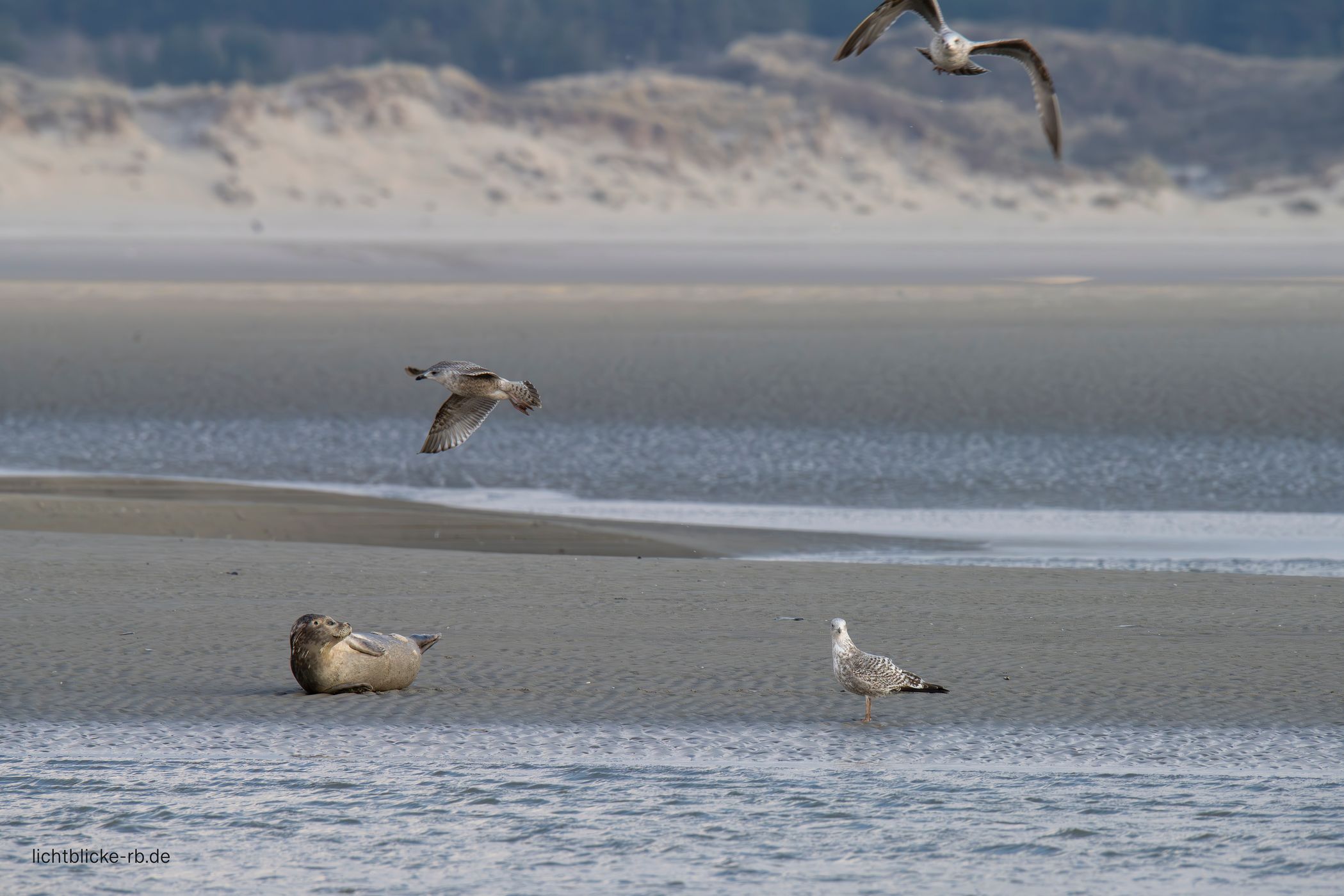 Seals, Berck, France