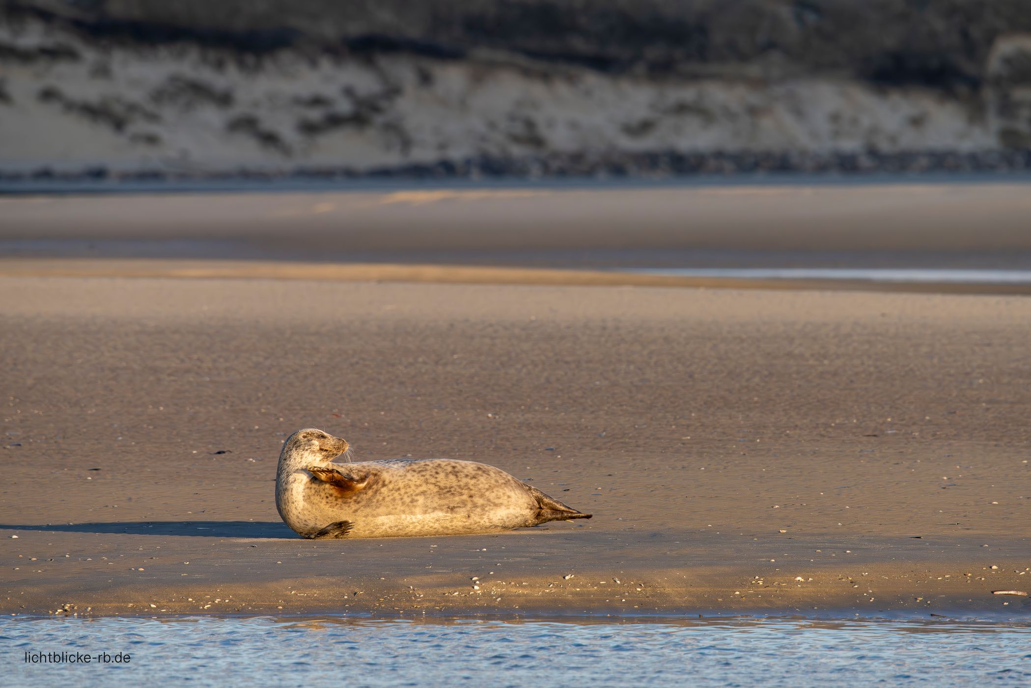 Seals, Berck, France