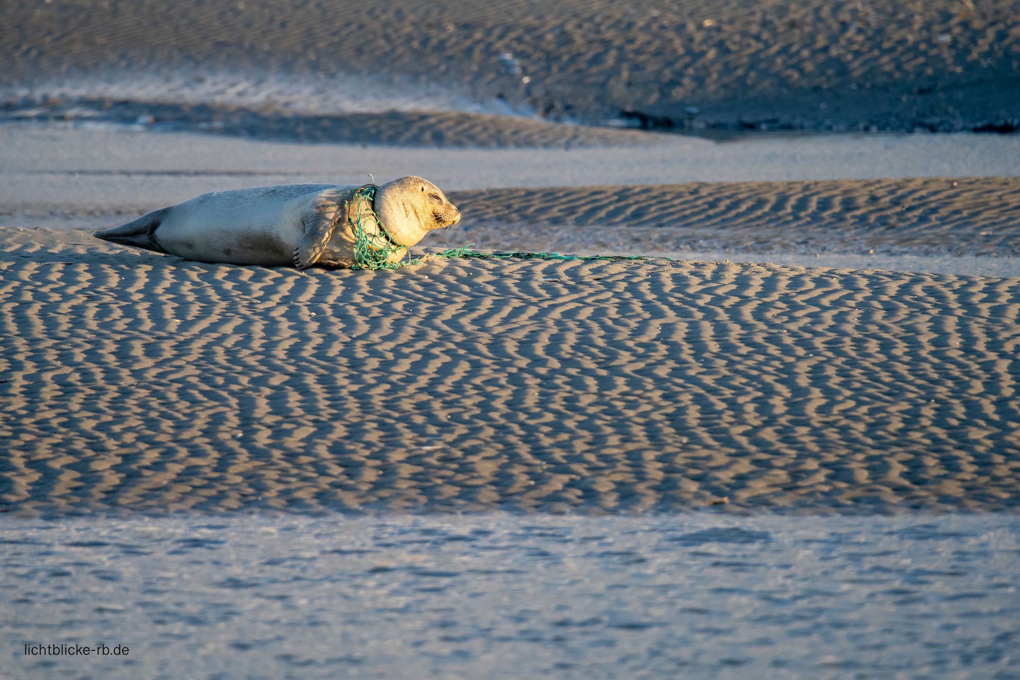 Seals, Berck, France