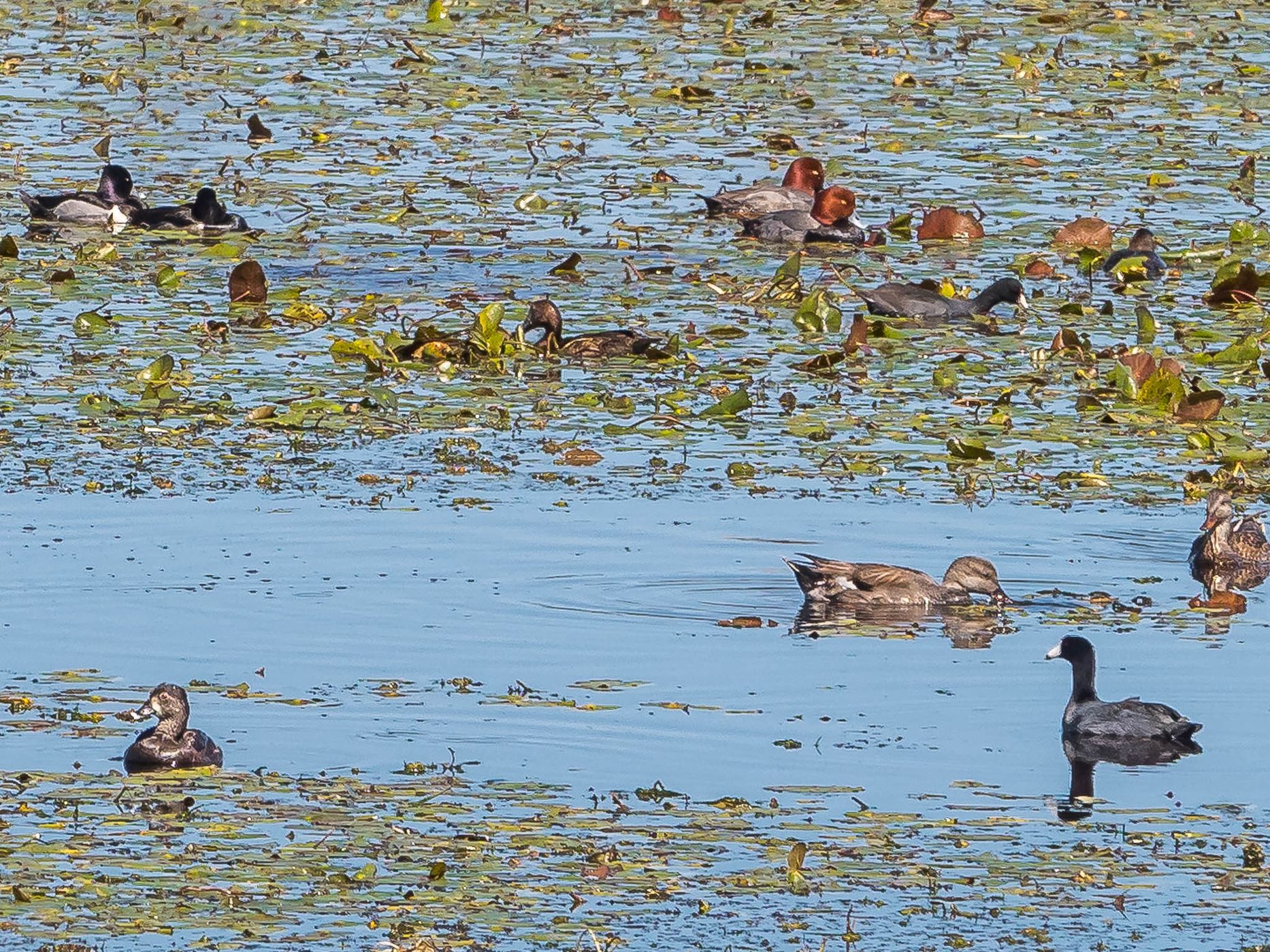 St. Marks National Wildlife Refuge, USA