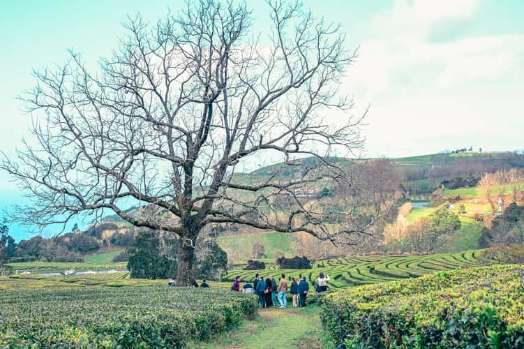 Tea Plantation of Chá Gorreana, Sao Miguel, Azores