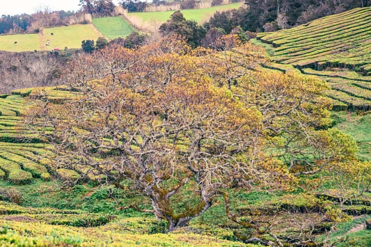 Tea Plantation of Chá Gorreana, Sao Miguel, Azores