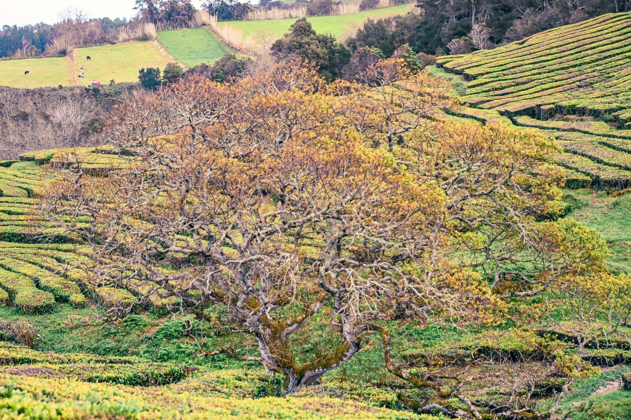 Tea Plantation of Chá Gorreana, Sao Miguel, Azores, Portugal