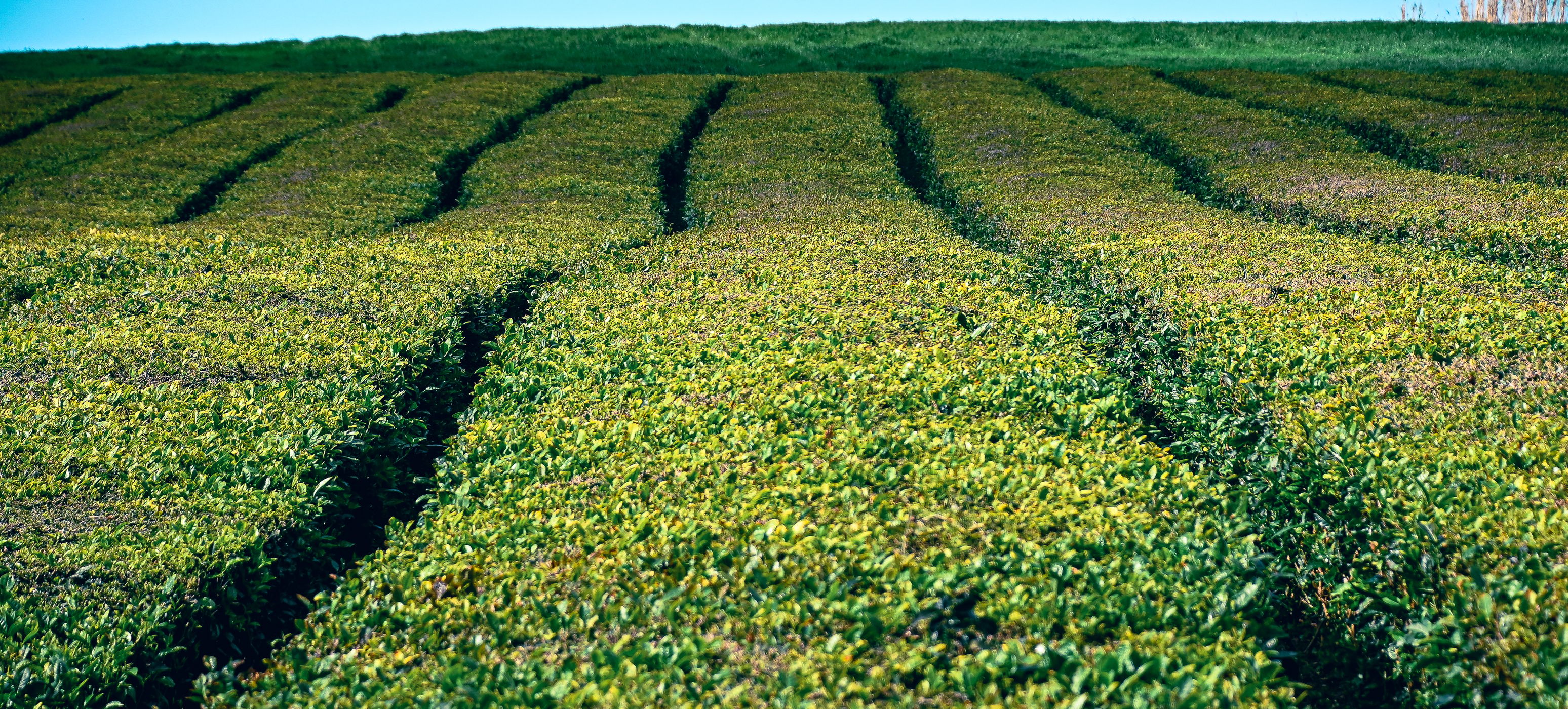 Tea Plantation of Chá Gorreana, Sao Miguel, Azores, Portugal