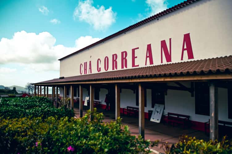 Tea Plantation of Chá Gorreana, Sao Miguel, Azores