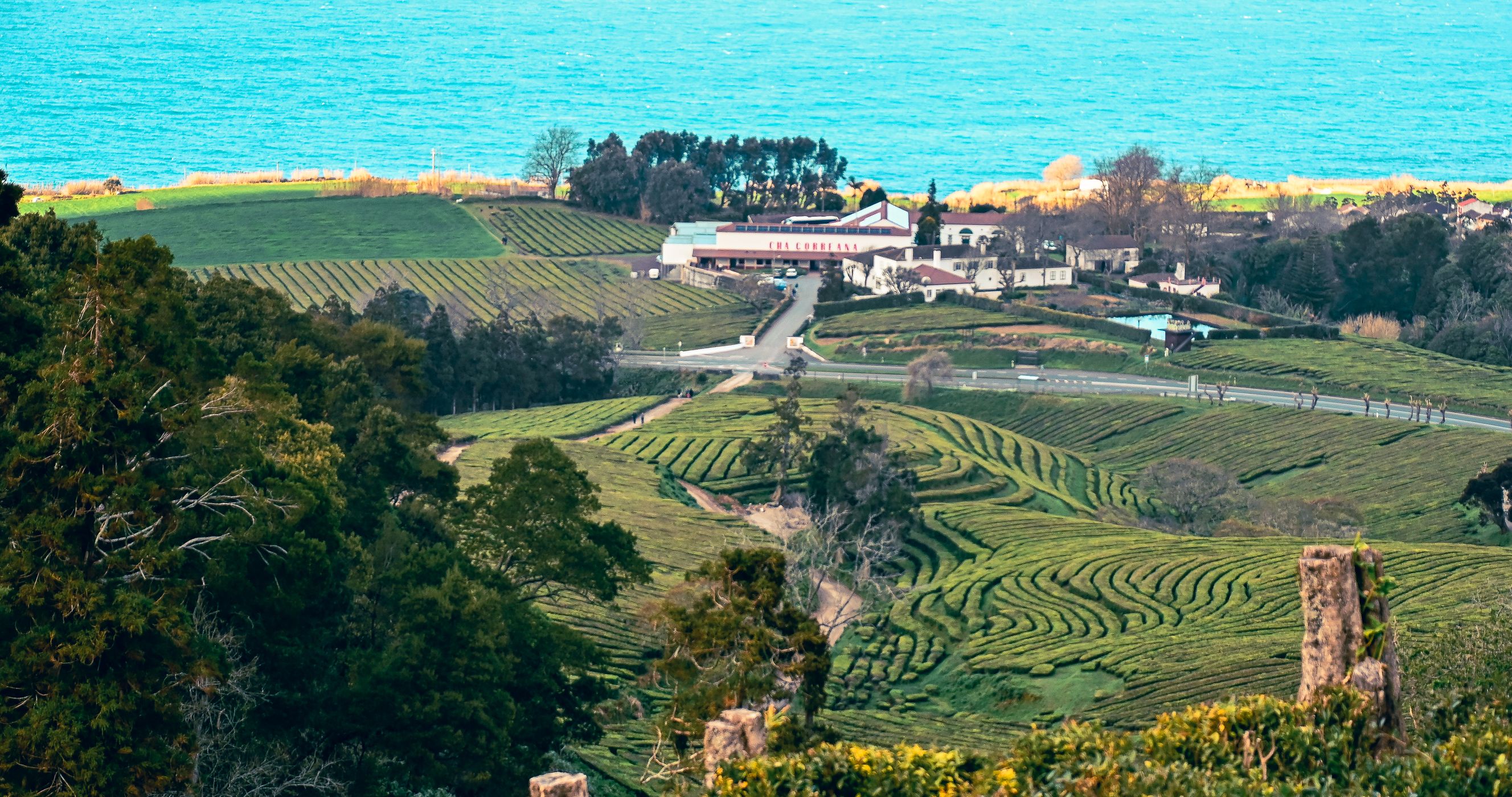 Tea Plantation of Chá Gorreana, Sao Miguel, Azores, Portugal