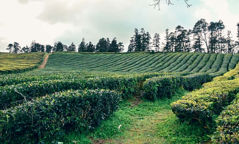 Tea Plantation of Chá Gorreana, Sao Miguel, Azores