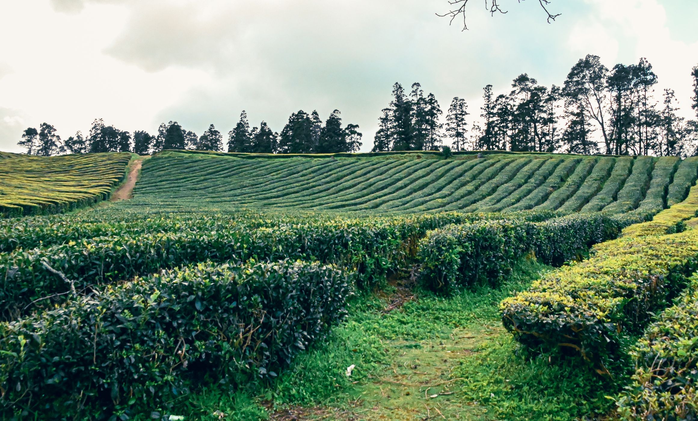 Tea Plantation of Chá Gorreana, Sao Miguel, Azores, Portugal