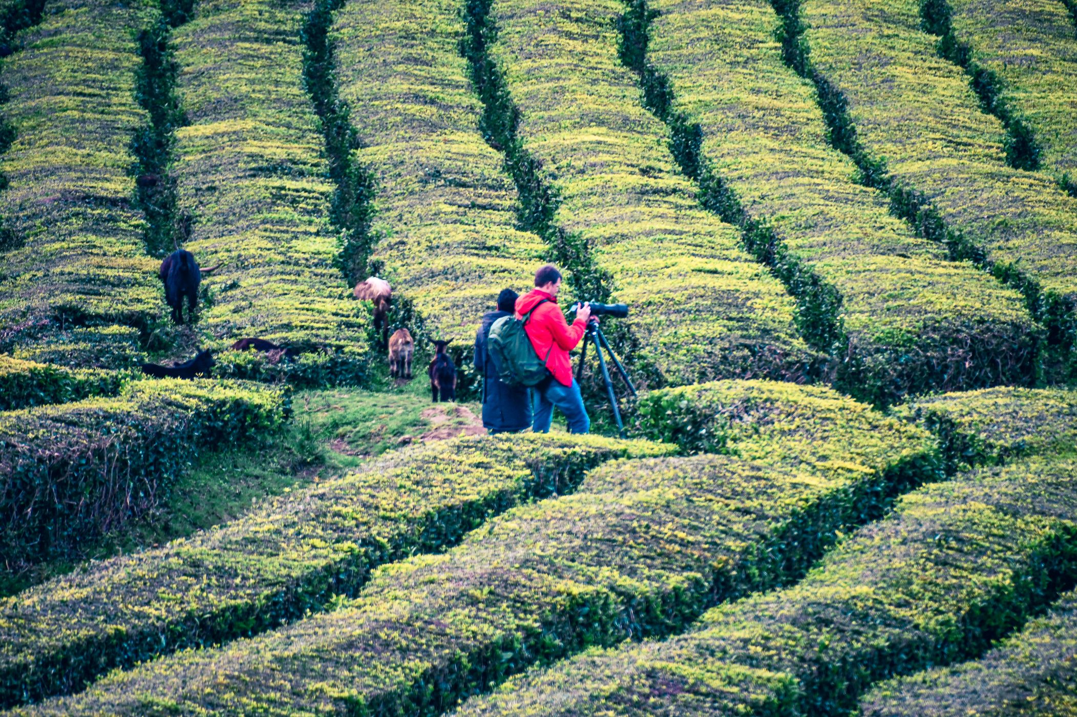 Tea Plantation of Chá Gorreana, Sao Miguel, Azores, Portugal