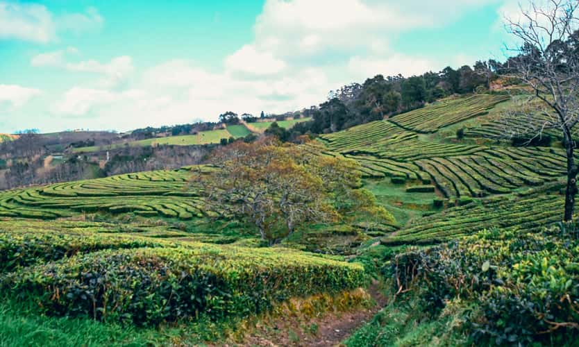 Tea Plantation of Chá Gorreana, Sao Miguel, Azores