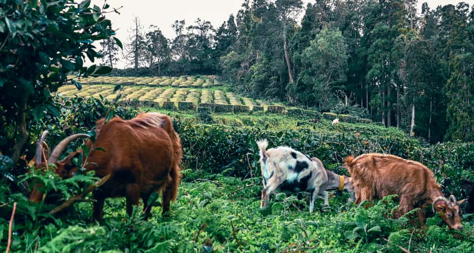 Tea Plantation of Chá Gorreana, Sao Miguel, Azores