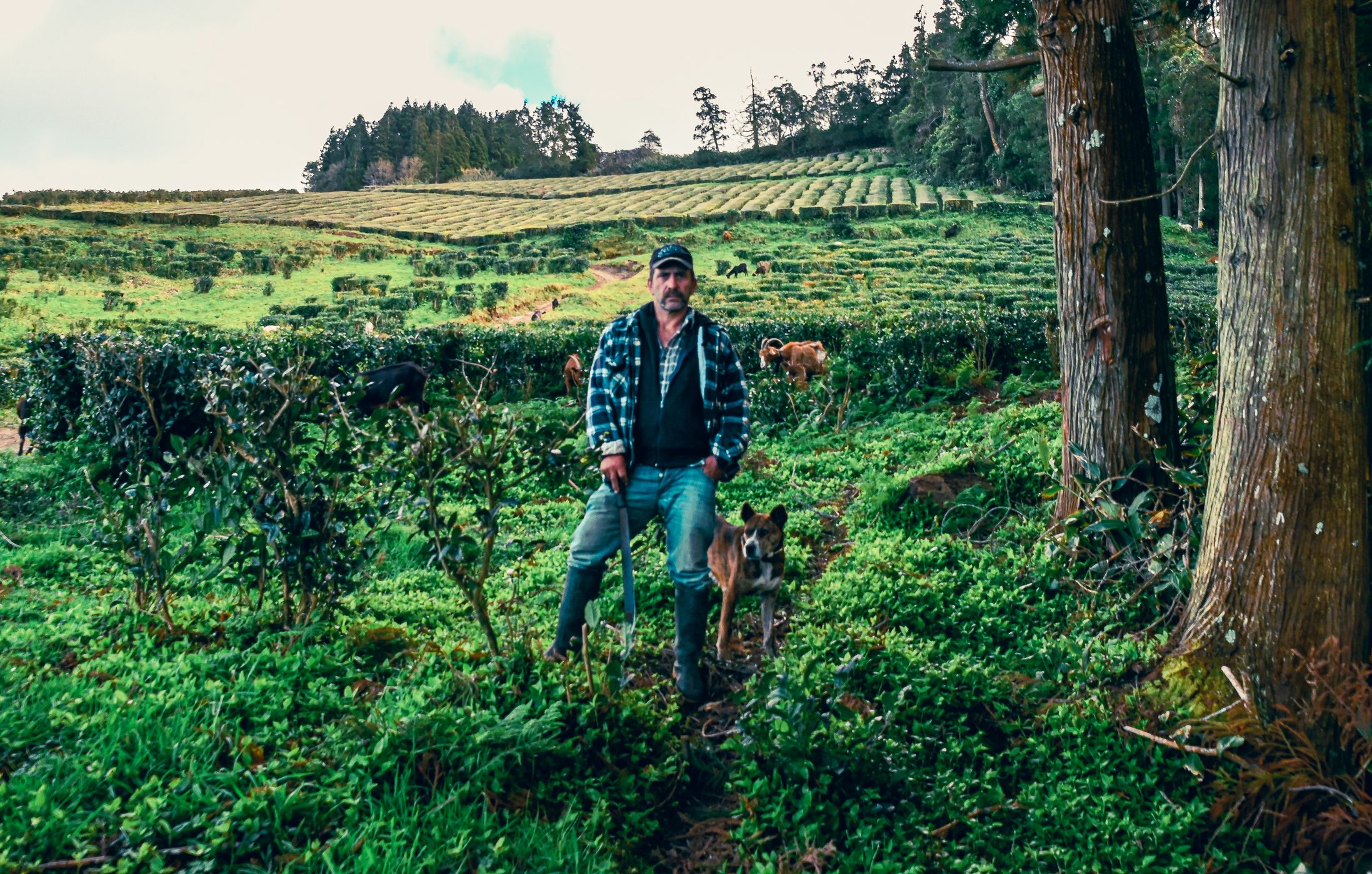 Tea Plantation of Chá Gorreana, Sao Miguel, Azores, Portugal