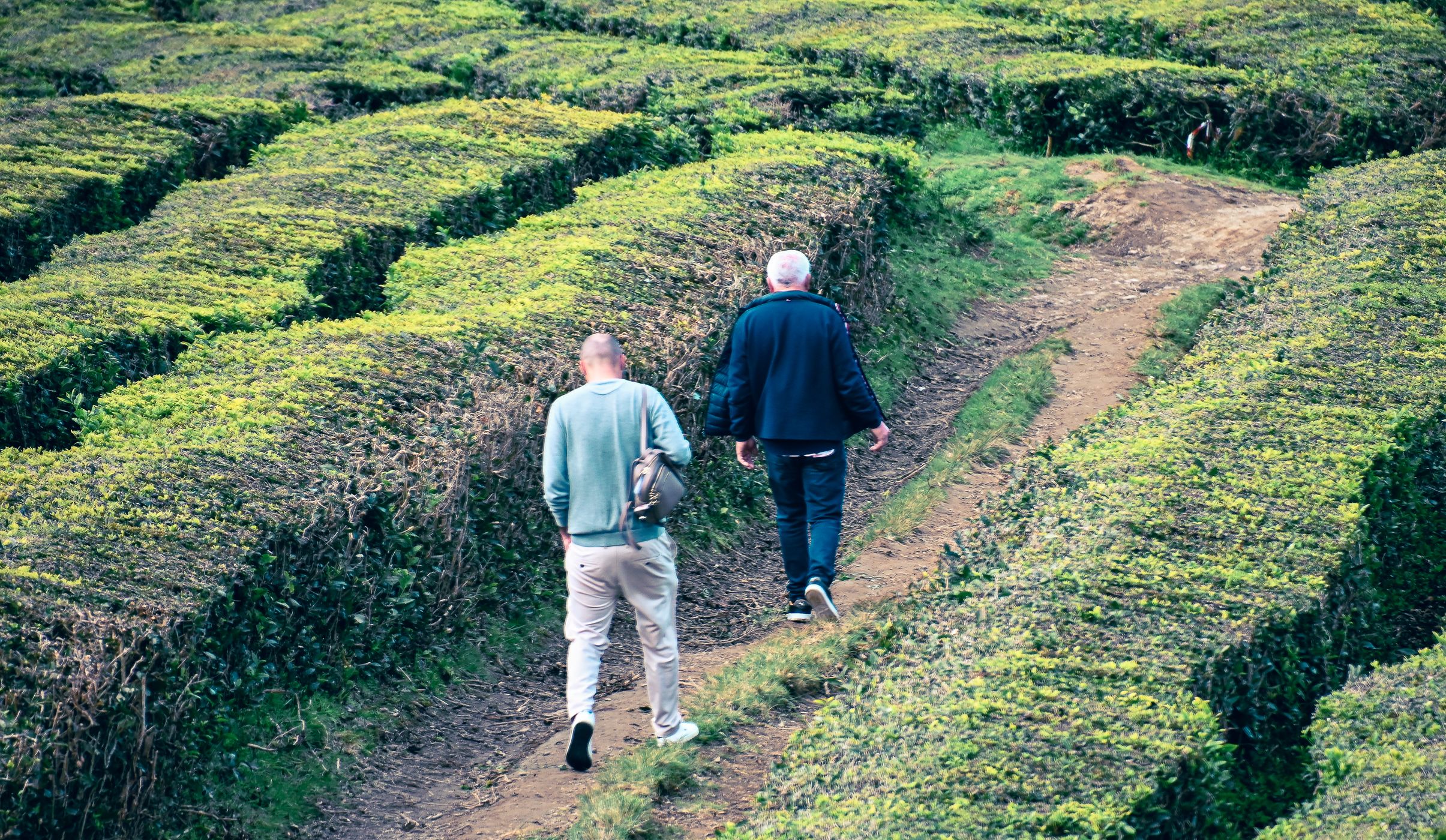 Tea Plantation of Chá Gorreana, Sao Miguel, Azores, Portugal