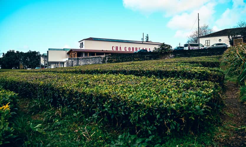 Tea Plantation of Chá Gorreana, Sao Miguel, Azores