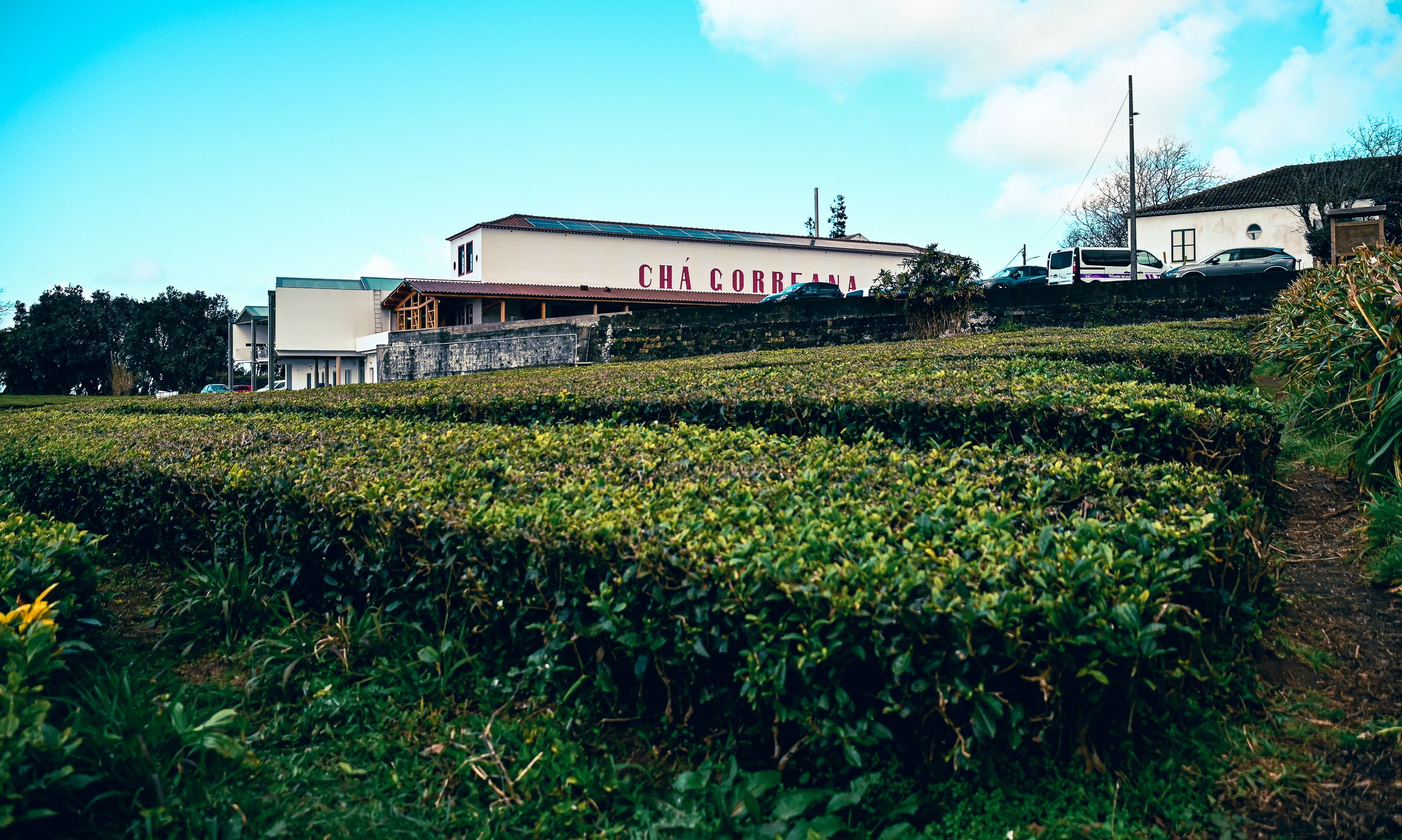 Tea Plantation of Chá Gorreana, Sao Miguel, Azores, Portugal