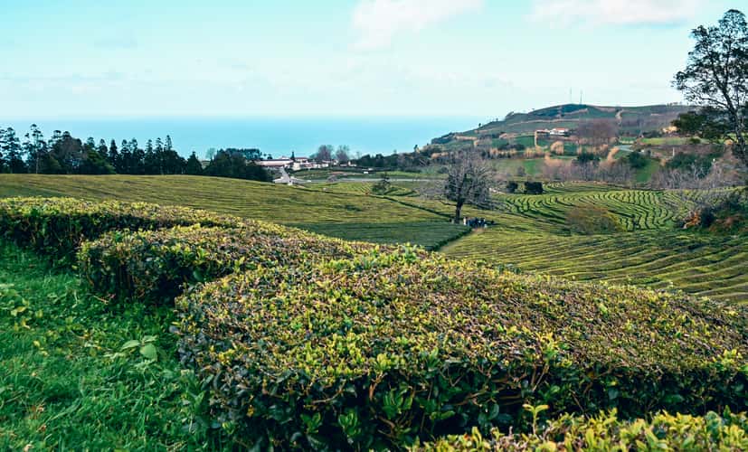 Tea Plantation of Chá Gorreana, Sao Miguel, Azores