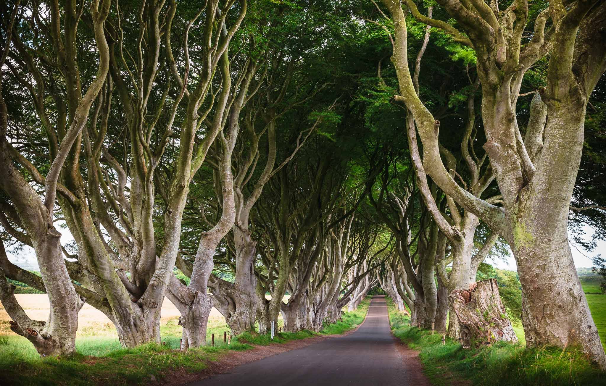 The Dark Hedges (Road), United Kingdom