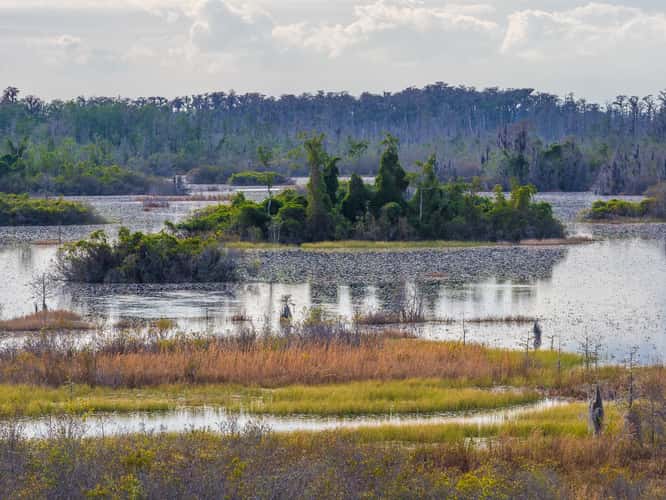 The Okefenokee National Wildlife Refuge