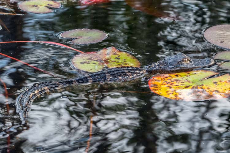 The Okefenokee National Wildlife Refuge